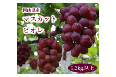 岡山県産 ぶどう マスカットビオレ 1.3kg以上 ＜10月中旬から11月中旬発送＞ _A19