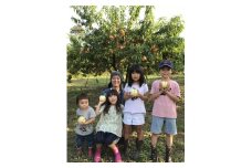 光田さん 自慢の桃 白鳳 2kg (5～6玉) ＜7月10日から25日頃発送＞ _S53