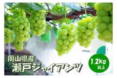 岡山県 勝央町産 ぶどう 瀬戸ジャイアンツ 1.2kg以上 (2房) ＜10月発送＞ _A12