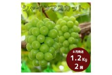 岡山県 勝央町産 ぶどう シャインマスカット 1.2kg以上 (2房) ＜8月発送＞ _A24