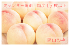 樹熟し 白桃 2kg 糖度15度以上 【極甘】 ＜7月下旬頃から9月上旬頃発送＞ _S117