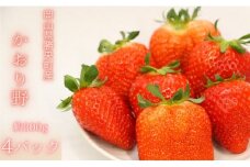岡山県 勝央町産 いちご かおり野 約1.2kg (約300g×4パック) ＜1月上旬から2月下旬発送＞ _A35