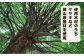 【職人の手作り】木製ゴムでっぽう「ごむぴす」マトつき