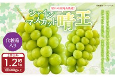 岡山県産 シャインマスカット 『晴王』 2房 （1房600g以上） 化粧箱入り 【2025年8月下旬～10月上旬迄発送予定】 果物 くだもの フルーツ ぶどう ブドウ 葡萄 マスカット 岡山 おかやま 国産 冷蔵