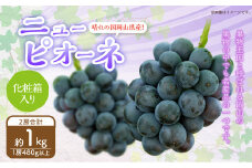 岡山県産 ニューピオーネ 2房 （1房480g以上） 約1kg 化粧箱入り 【2025年8月下旬～10月上旬迄発送予定】 果物 くだもの フルーツ ぶどう ブドウ 葡萄 岡山 おかやま 国産 冷蔵