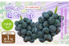 岡山県産 ニューピオーネ 2房 （1房480g以上） 約1kg 化粧箱入り 【2025年8月下旬～10月上旬迄発送予定】 果物 くだもの フルーツ ぶどう ブドウ 葡萄 岡山 おかやま 国産 冷蔵