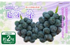 岡山県産 ニューピオーネ 4房（1房480g以上）約2kg 【2025年8月下旬～10月上旬迄発送予定】 果物 くだもの フルーツ ぶどう ブドウ 葡萄 岡山 おかやま 国産 冷蔵