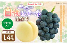詰合 白桃 2玉 （1玉220g以上）・ニューピオーネ 2房 （1房480g以上） 化粧箱入り 【2025年7月下旬～8月上旬迄発送予定】 果物 くだもの フルーツ 桃 もも モモ ぶどう ブドウ 葡萄 詰合せ 詰め合わせ 岡山 おかやま 国産 冷蔵