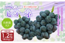 岡山県産 ニューピオーネ 2房（1房600g以上） 化粧箱入り 【2025年8月下旬～10月上旬迄発送予定】 果物 くだもの フルーツ ぶどう ブドウ 葡萄 岡山 おかやま 国産 冷蔵