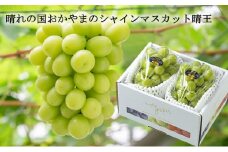 シャインマスカット 晴王 約500g×2房 計約1kg 【2025年8月下旬～11月下旬迄発送】 岡山 種無し 種なし マスカット 果物 くだもの フルーツ ぶどう ブドウ 葡萄 冷蔵