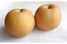 あたご梨 2玉 約1.8kg 【2025年11月下旬～12月下旬迄発送予定】 フルーツ 果物 くだもの 梨 ナシ なし 国産