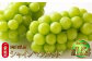 ご家庭用 岡山県産 シャインマスカット 晴王 約1.5kg（3房～6房） 