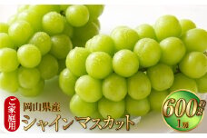 ご家庭用 岡山県産 シャインマスカット 晴王 約600g（600g×1房） 【2025年8月下旬～11月下旬迄発送予定】 果物 くだもの フルーツ ぶどう ブドウ 葡萄 マスカット