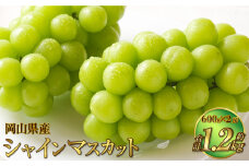 岡山県産 シャインマスカット 晴王 約1.2kg（600g×2房） 【2025年8月下旬～11月下旬迄発送予定】 果物 くだもの フルーツ ぶどう ブドウ 葡萄 マスカット