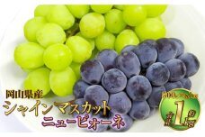 岡山県産 シャインマスカット「晴王」とニューピオーネ 2Lサイズ 計約1kg 【2025年8月下旬～9月下旬迄発送予定】  くだもの フルーツ 詰め合わせ ぶどう
