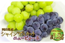 岡山県産 シャインマスカット「晴王」とニューピオーネ 3Lサイズ 計約1.2kg 【2025年8月下旬～9月下旬迄発送予定】 くだもの フルーツ 詰め合わせ ぶどう