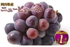 岡山県産 ニューピオーネ 約1kg（500g×2房） 【2025年8月下旬～9月下旬迄発送予定】 果物 くだもの フルーツ ぶどう ブドウ 葡萄