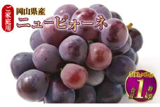 ご家庭用 岡山県産 ニューピオーネ 約1kg（500g×2房） 【2025年8月下旬～9月下旬迄発送予定】 果物 くだもの フルーツ ぶどう ブドウ 葡萄