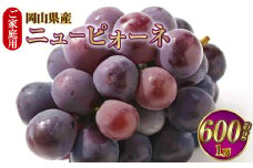 ご家庭用 岡山県産 ニューピオーネ 約600g（600g×1房） 【2025年8月下旬～9月下旬迄発送予定】 果物 くだもの フルーツ ぶどう ブドウ 葡萄