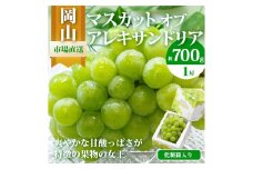 マスカット・オブ・アレキサンドリア 1房 （700g以上・秀品以上） 化粧箱入り 【2025年7月上旬～8月上旬迄発送予定】 マスカット 果物 くだもの フルーツ ぶどう ブドウ 葡萄 岡山 おかやま 国産