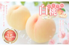 白桃 6玉（1.5kg以上） 等級：ロイヤル 化粧箱入り 【2025年7月上旬～8月上旬迄発送予定】 桃 モモ もも 果物 くだもの フルーツ 冷蔵 国産
