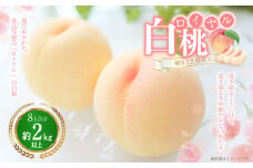 白桃 8玉（2kg以上） 等級：ロイヤル 化粧箱入り 【2025年7月上旬～8月上旬迄発送予定】 桃 モモ もも 果物 くだもの フルーツ 冷蔵 国産