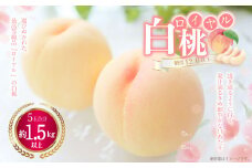 白桃 5玉（1.5kg以上） 等級：ロイヤル 木箱入り 【2025年7月上旬～8月上旬迄発送予定】 桃 モモ もも 果物 くだもの フルーツ 冷蔵 国産