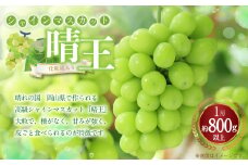 シャインマスカット 晴王 1房（800g以上） 化粧箱入り 【2025年8月下旬～11月上旬迄発送予定】 ぶどう ブドウ 葡萄 マスカット 種なし 果物 くだもの フルーツ 冷蔵 国産