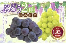 詰合 ニューピオーネ 2房 シャインマスカット 晴王 2房（1房各480g以上）計1.92kg以上 化粧箱入り 【2025年9月上旬～10月上旬迄発送予定】 ぶどう ブドウ 葡萄 マスカット ピオーネ 種なし 果物 くだもの フルーツ セット 冷蔵 国産