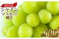 岡山県産 シャインマスカット 晴王 1房 約600g