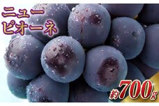 岡山県産 ニューピオーネ 1房 約700g 【2025年8月上旬～10月上旬迄発送予定】 岡山 ピオーネ 種無し 種なし 果物 くだもの フルーツ ぶどう ブドウ 葡萄