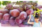 岡山県産 ニューピオーネ 1房 約700g