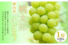 桃太郎ぶどう 1房（700g以上） 化粧箱入り【2025年7月下旬～9月上旬迄発送予定】 葡萄 ブドウ ぶどう フルーツ 果物 ギフト 国産 岡山県産