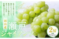 瀬戸ジャイアンツ 2房（1房480g以上） 合計約1kg 化粧箱入り 【2025年9月上旬～10月上旬迄発送予定】 白ぶどう 葡萄 ブドウ ぶどう フルーツ 果物 ギフト 国産 岡山県産