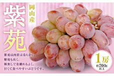 紫苑 1房（700g以上） 化粧箱入り 【2025年10月下旬～11月下旬迄発送予定】 葡萄 ブドウ ぶどう フルーツ 果物 ギフト 国産 岡山県産
