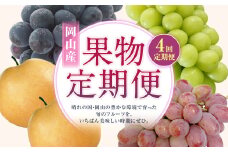 【4回定期便】 ニューピオーネ 晴王 紫苑 あたご梨 【2025年9月上旬より順次発送開始】 梨 葡萄 ブドウ ぶどう フルーツ 果物 ギフト 国産 岡山県産