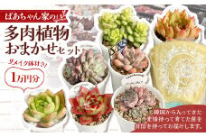 ばあちゃん家のリメイク鉢付きおまかせセット 1万円分 多肉植物 セット 植物 多肉 観葉植物 韓国苗 リメイク鉢 鉢付き インテリア おまかせ