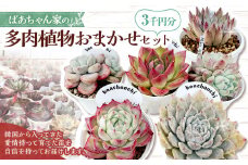 ばあちゃん家のおまかせセット 3千円分 多肉植物 セット 植物 多肉 観葉植物 韓国苗 インテリア おまかせ
