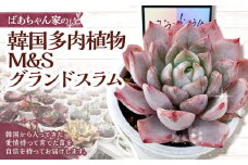 ばあちゃん家の韓国多肉植物 M&Sグランドスラム 1苗 多肉植物 植物 多肉 観葉植物 韓国苗 M&S苗 グランドスラム インテリア