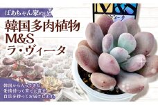 ばあちゃん家の韓国多肉植物 M&S ラ・ヴィータ 1苗 多肉植物 植物 多肉 観葉植物 韓国苗 M&S苗 インテリア
