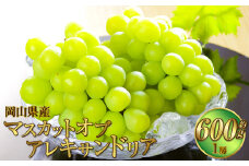 岡山県産 マスカット・オブ・アレキサンドリア 約600g（1房） 果物 フルーツ くだもの ぶどう ブドウ 葡萄 マスカット 冷蔵 国産 奈義町 【2025年6月下旬～7月下旬発送予定】