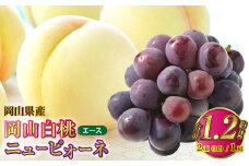 岡山県産 岡山白桃 エース 3Lサイズ 約300g×2玉・ニューピオーネ 約600g×1房 詰合せ 【2025年7月上旬～8月下旬発送予定】 白桃 桃 もも モモ ピオーネ ぶどう 葡萄 ブドウ セット
