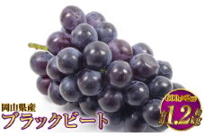 岡山県産 ブラックビート 約1.2kg（約600g×2房）【2025年8月上旬～9月上旬発送予定】 ぶどう ブドウ 葡萄