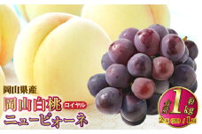 岡山県産 岡山白桃 ロイヤル 2Lサイズ 約250g×2玉・ニューピオーネ 約500g×1房 詰合せ 【2025年7月上旬～8月下旬発送予定】 白桃 桃 もも モモ ピオーネ ぶどう 葡萄 ブドウ セット