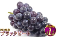 岡山県産 ブラックビート 約1kg（約500g×2房）【2025年8月上旬～9月上旬発送予定】 ぶどう ブドウ 葡萄
