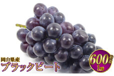 岡山県産 ブラックビート 約600g（1房）【2025年8月上旬～9月上旬発送予定】 ぶどう ブドウ 葡萄