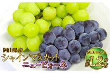 岡山県産 シャインマスカット 晴王・ニューピオーネ 3Lサイズ 計約1.2kg 詰合せ 【2025年6月下旬～7月下旬発送予定】 各1房 マスカット ピオーネ ぶどう 葡萄 ブドウ 種なし セット