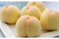 ご家庭用 岡山白桃 4～5玉  計1.2kg