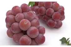 クインニーナ 2～3房 計1.1kg 【2025年9月上旬～10月下旬発送予定】 ぶどう 葡萄 ブドウ 種なし