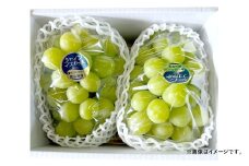 ぶどう 2026年 先行予約 シャイン マスカット 1房 700g以上 ブドウ 葡萄  岡山県産 国産 フルーツ 果物 ギフト 河本農園 【2026年9月上旬～9月下旬発送予定】